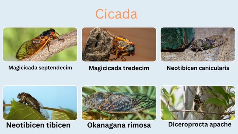 32 Common Types of Insects: Species, Role, ID With Images