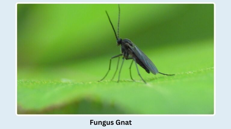 20 Common Types of Flies: Identification with Images and Names
