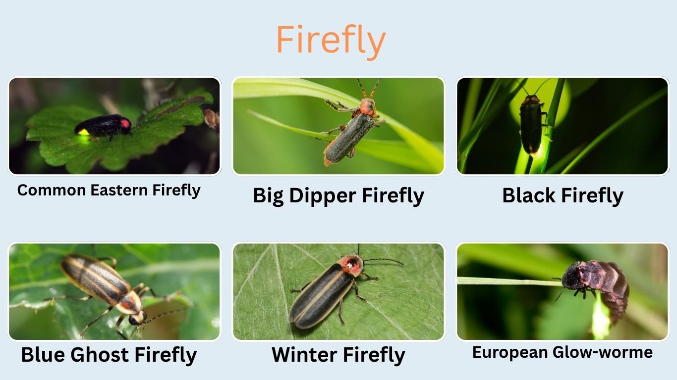 32 Common Types of Insects: Species, Role, ID With Images