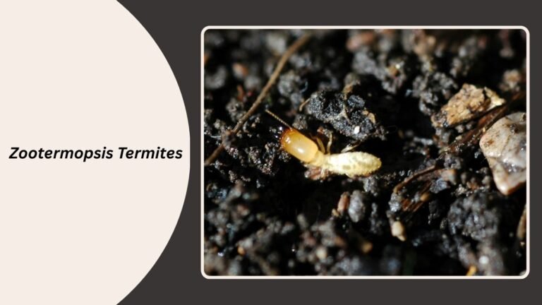 Zootermopsis Neotonic 20 Common Types of Termites: Identification With Pictures