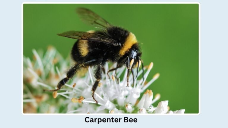 25 Common Types of Bees: Identification With Pictures