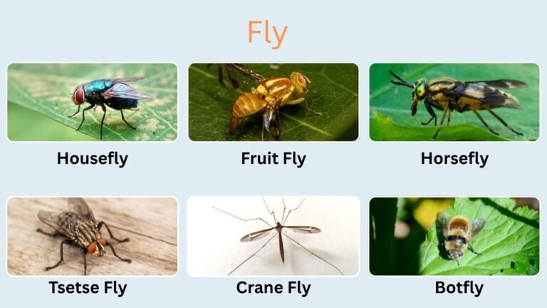 Long Fast Moving Insect 32 Common Types of Insects: Species, Role, ID With Images