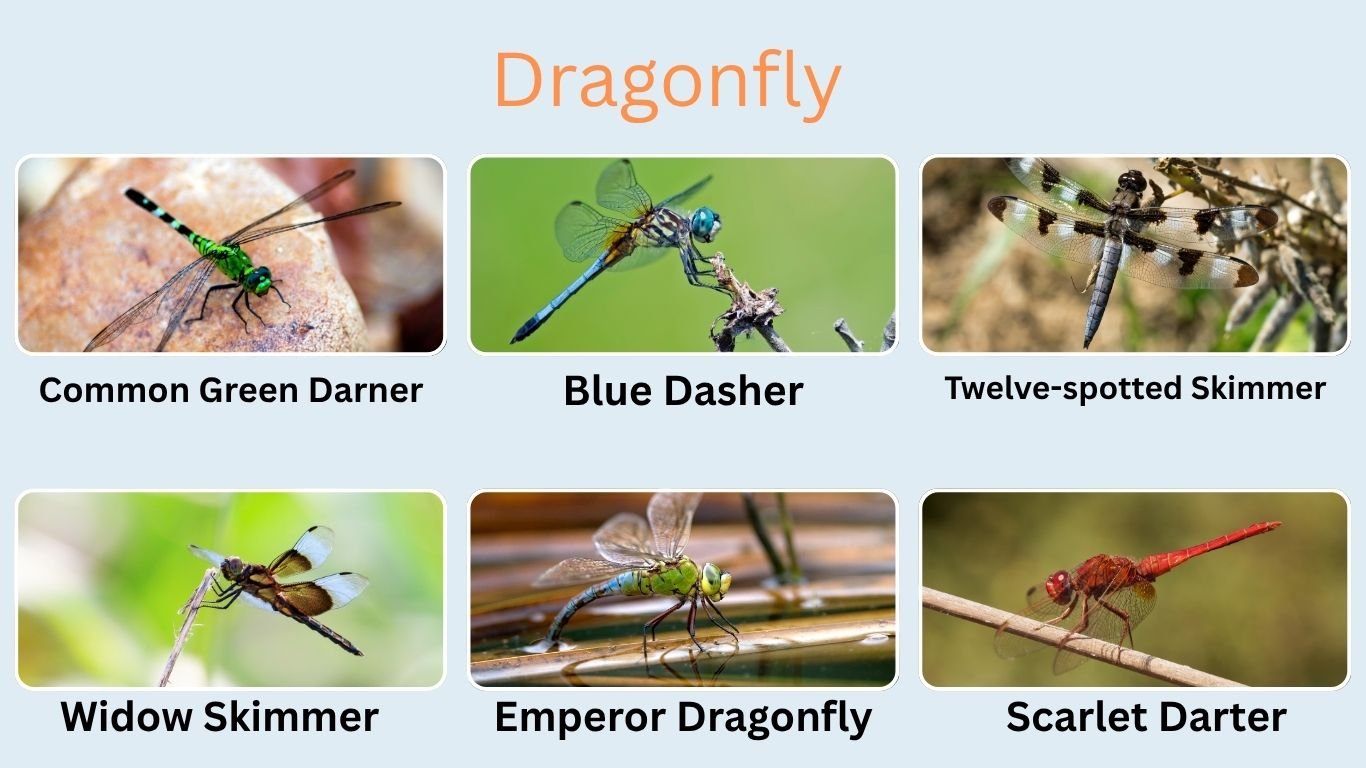 32 Common Types of Insects: Species, Role, ID With Images