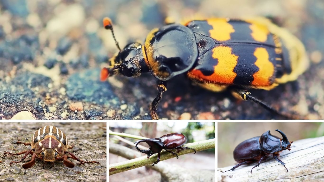 25 Common Beetles: Identification with Names & Pictures 
