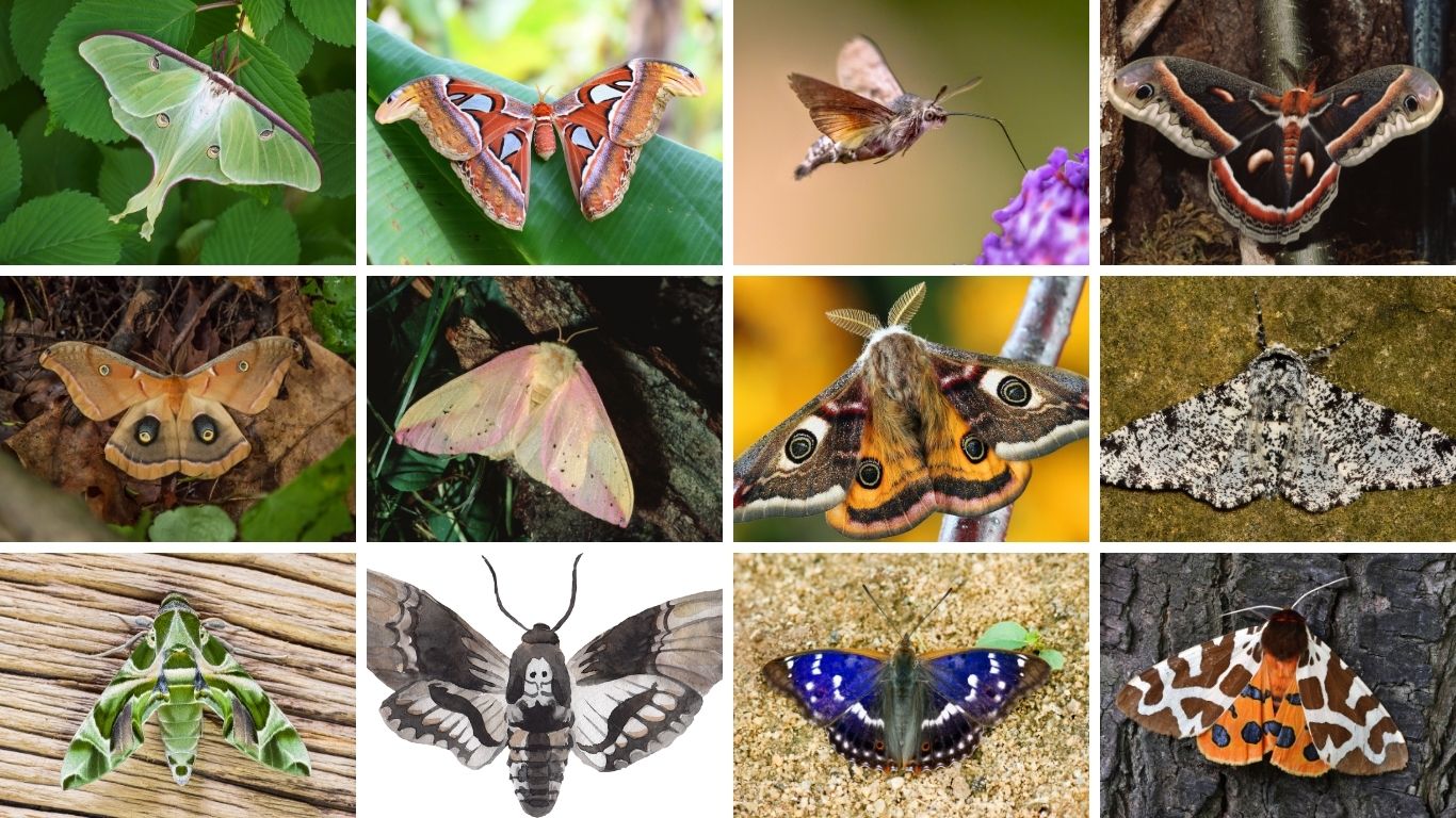 30 Types of Moths: Diet, Habitat, Lifecycle and Images