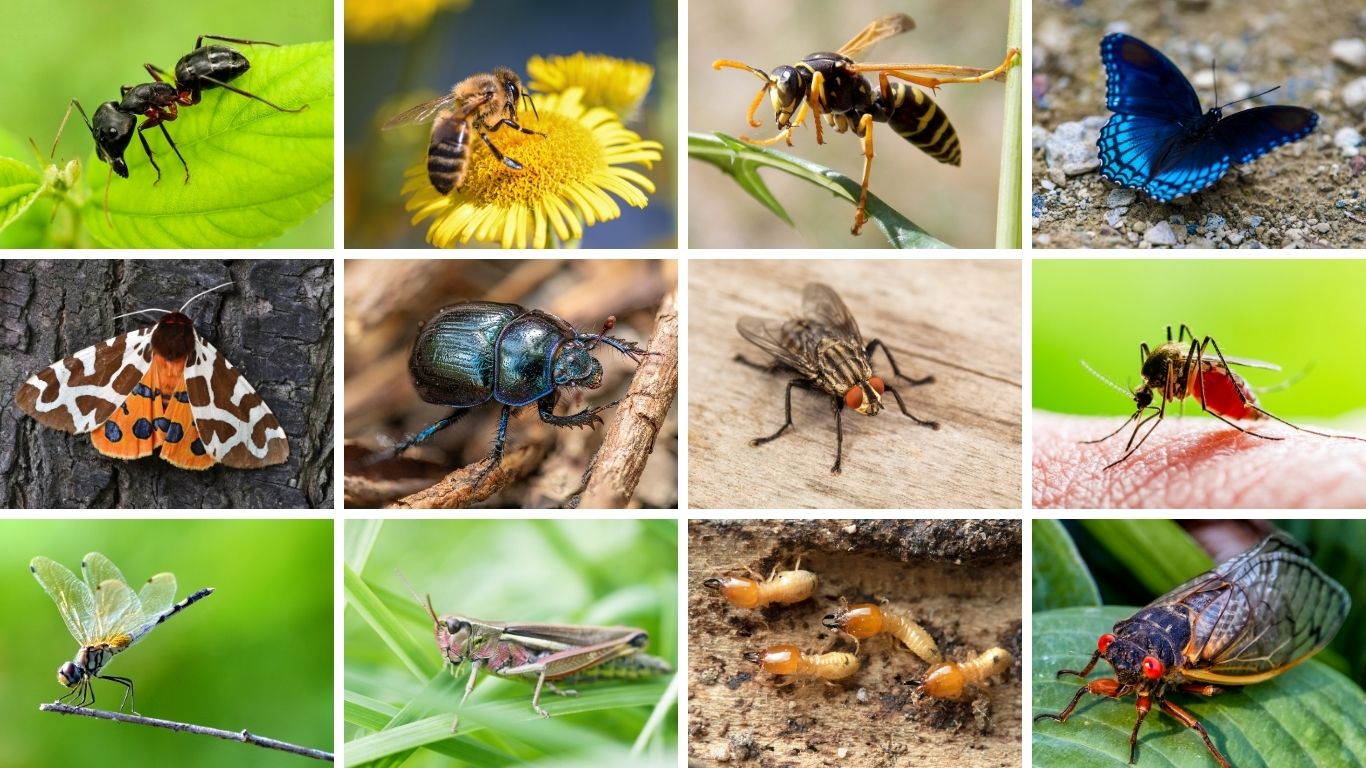 32 Common Types of Insects: Species, Role, ID With Images
