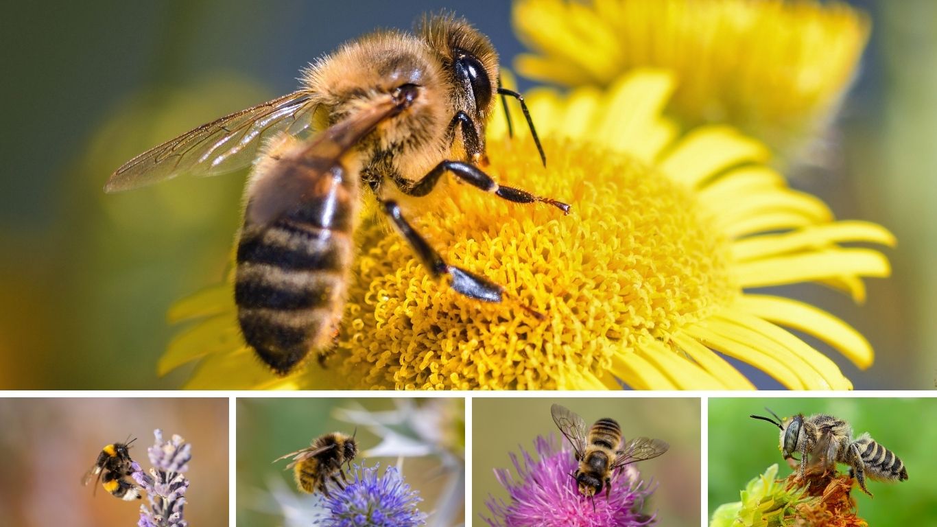 25 Common Types of Bees: Identification With Pictures 