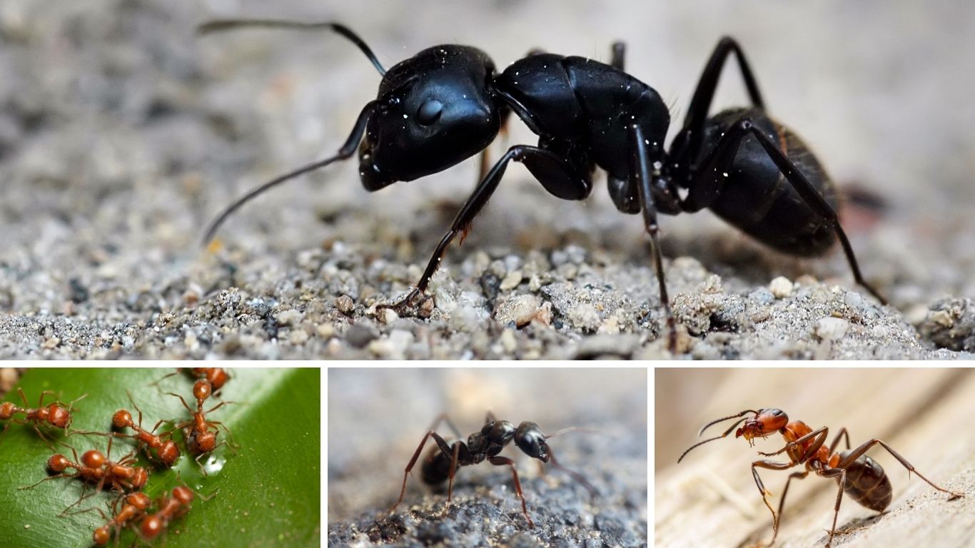 25 Common Types of Ants: Identification with Images 