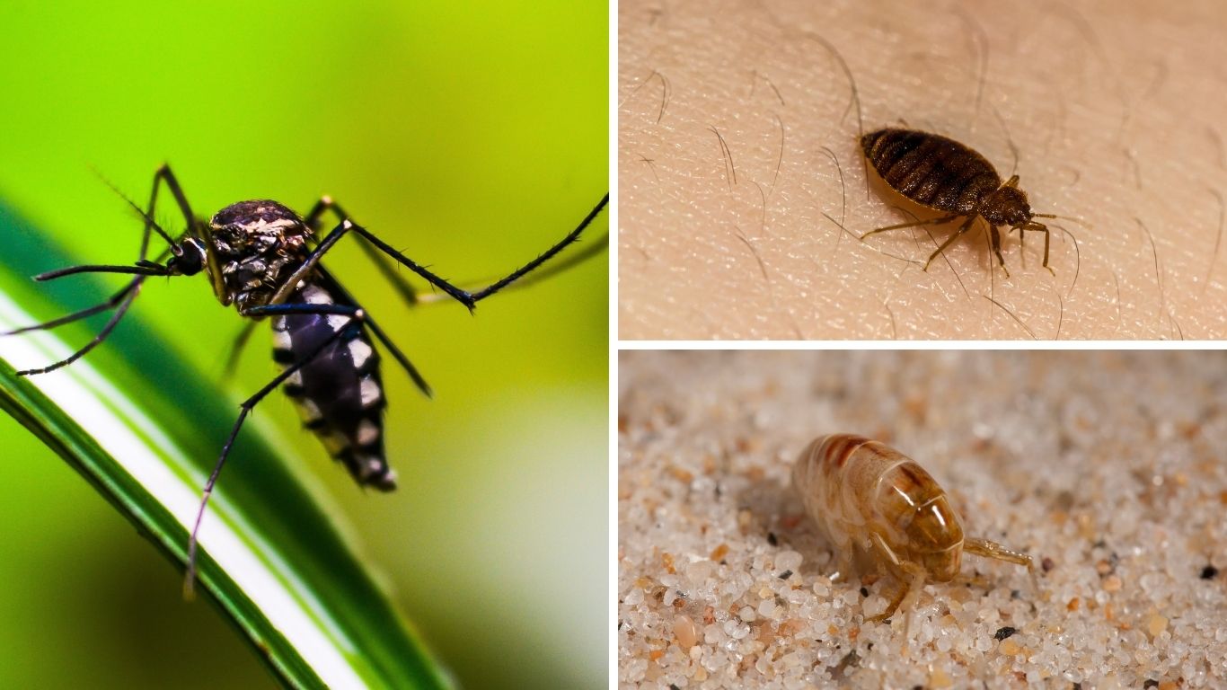 25 Types Of  Insects Bites: Identification, Symptom with Pictures 