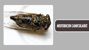 Neotibicen 25 Types of Cicadas: Identification With Images & Names