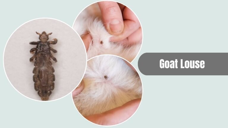 17 Types of Lice: Species That Affect Humans, Animals & Birds