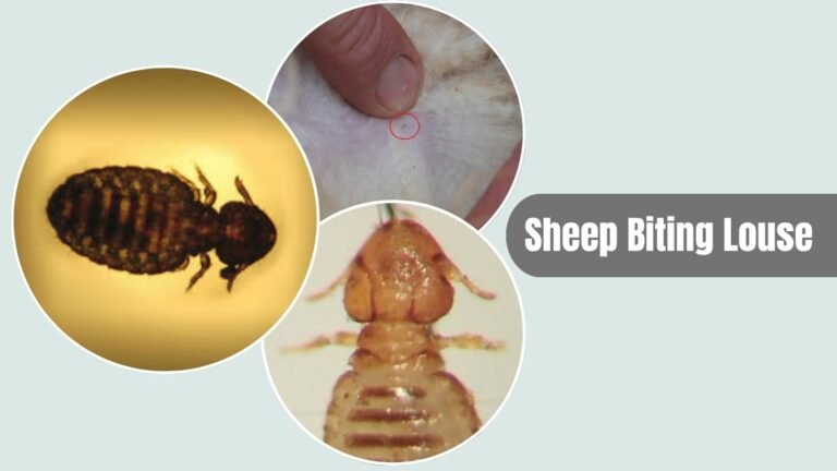 17 Types of Lice: Species That Affect Humans, Animals & Birds