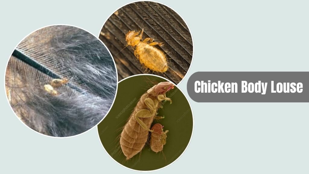 17 Types of Lice: Species That Affect Humans, Animals & Birds