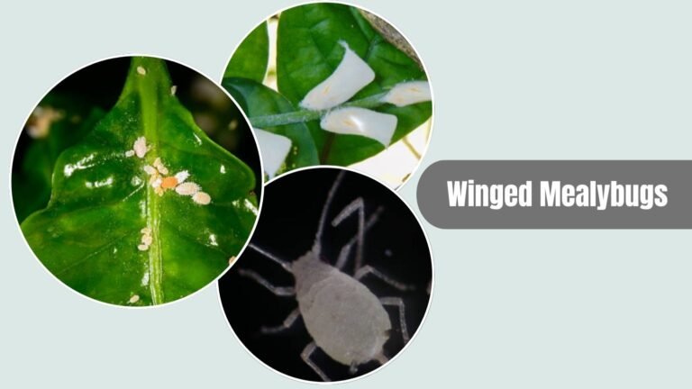 White Color Insect 20 Tiny White Insects: Identification With Name & Images