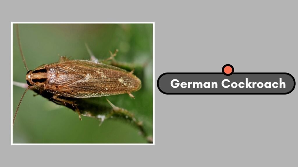 Cockroach Names 36 Types of Cockroaches: Names and Global Variety of Species