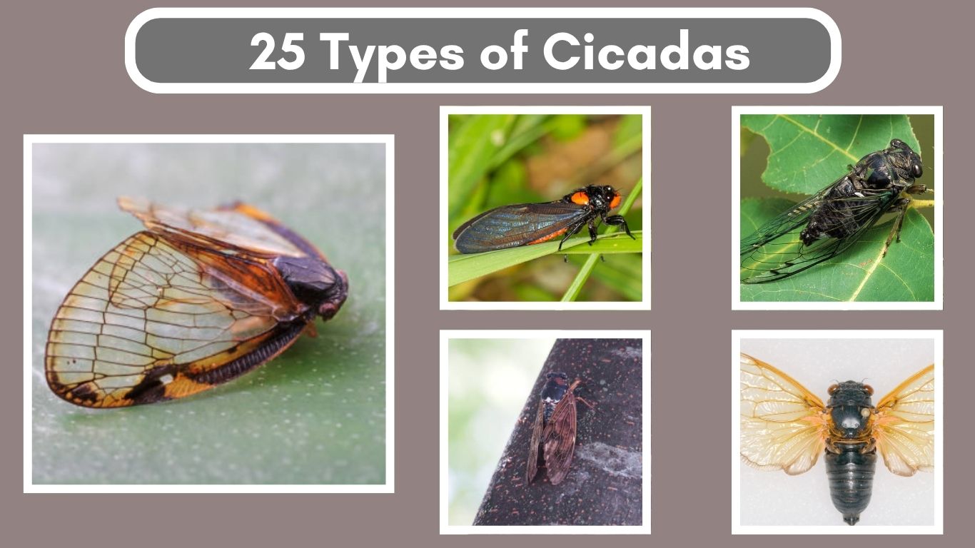 25 Types of Cicadas