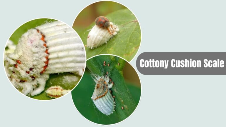 10 Types of White Insects on Plants: Identification & Control