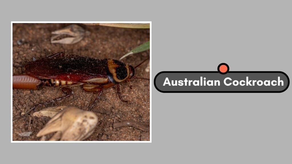 Cockroach Names 36 Types of Cockroaches: Names and Global Variety of Species