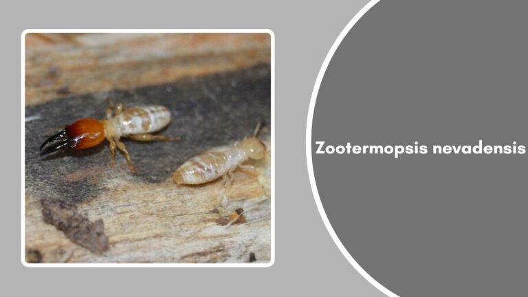 Zootermopsis Neotonic 21 Types of Termites: Species Identification with Pictures