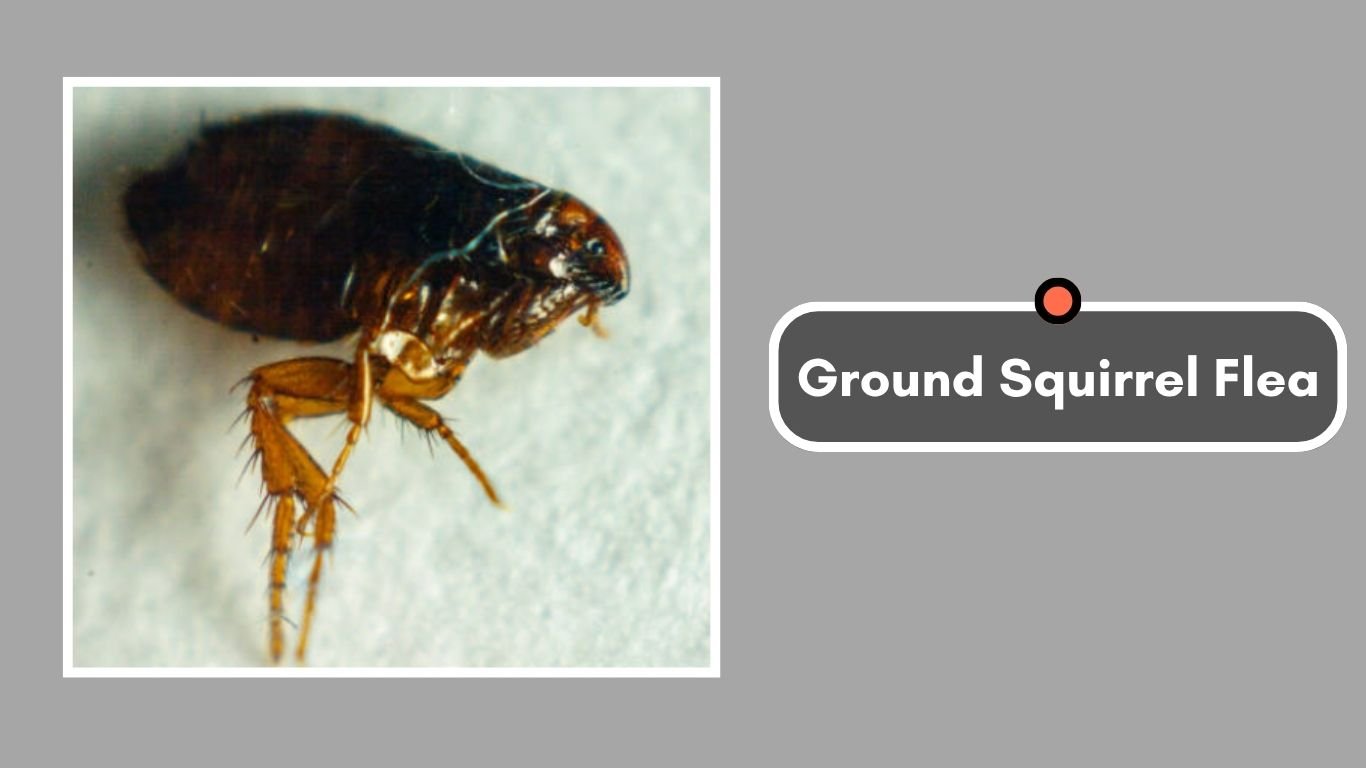 13 Types of Fleas: Identification with Names and Pictures
