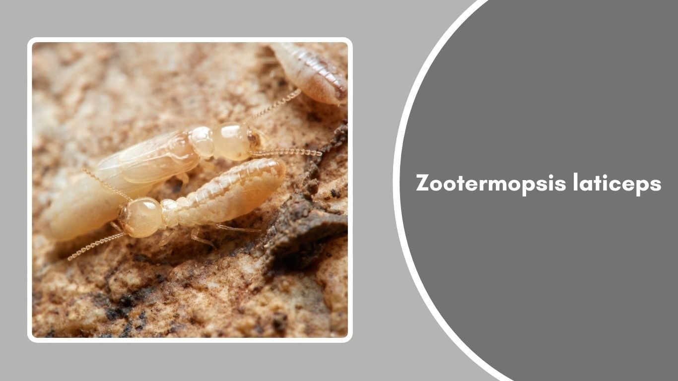 Zootermopsis Neotonic 21 Types of Termites: Species Identification with Pictures