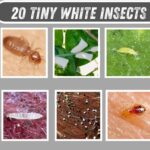 20 Tiny White Insects