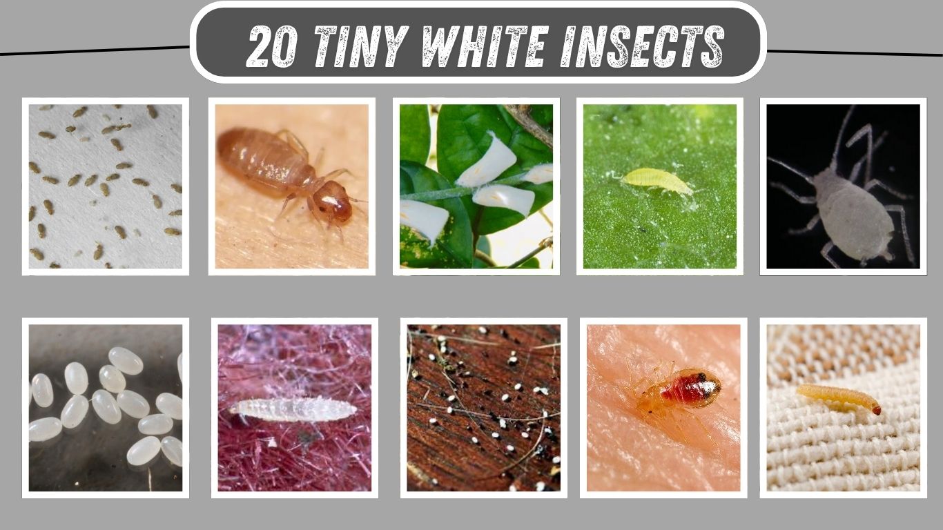 20 Tiny White Insects