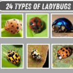 24 Types of Ladybugs