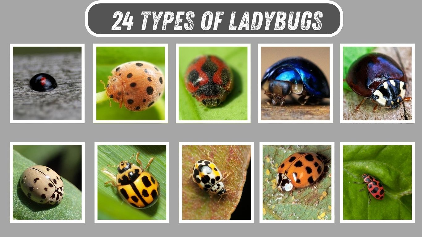 24 Types of Ladybugs: Names, Pictures, and  Identification