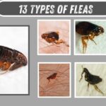 13 Types of Fleas