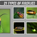 21 Types of Fireflies
