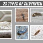 23 Types of Silverfish