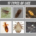 17 Types of Lice
