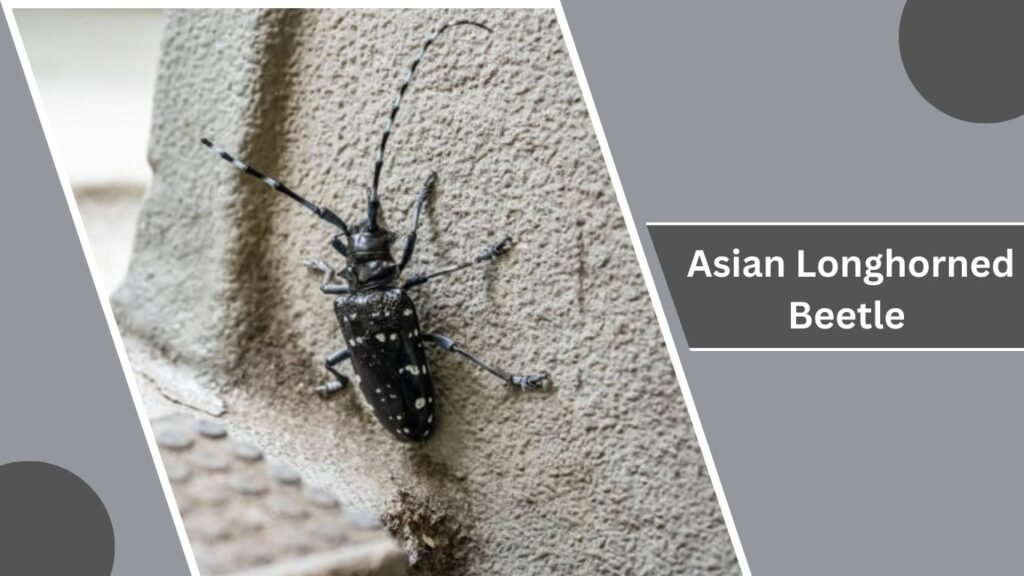 27 Types of Longhorn Beetles: Different Species Identification