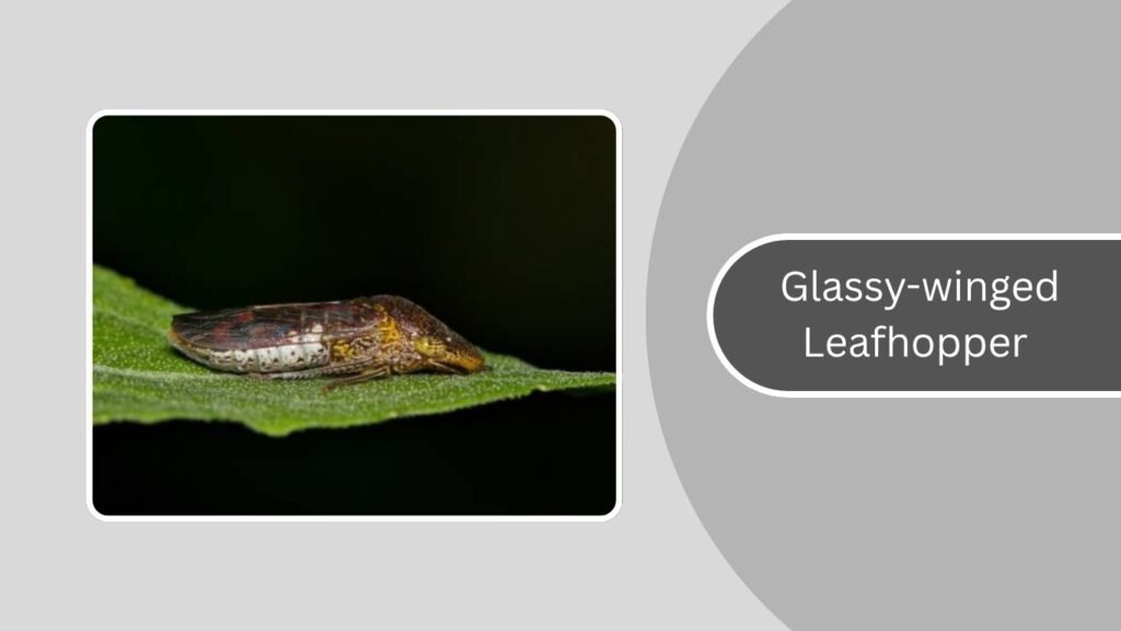 25 Types of Leafhopper: Identification with Pictures