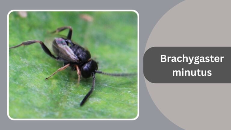 Most Smallest Insect 15 Smallest Insects in the World: Identification With Pictures