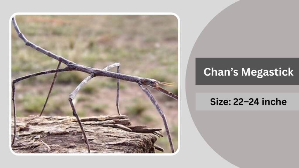 Longest Inset 27 Largest Insects in the World: Identification with Size