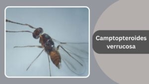 Most Smallest Insect 15 Smallest Insects in the World: Identification With Pictures