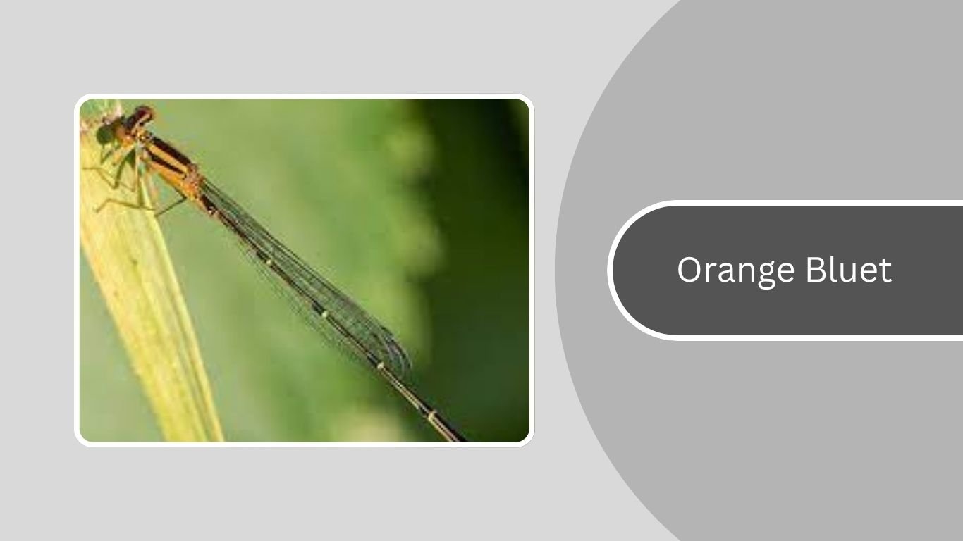 20 Type of Damselfly: Identification with pictures