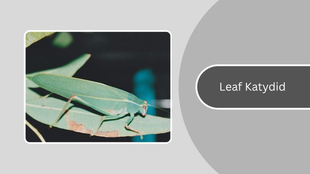 Leaf Katydid