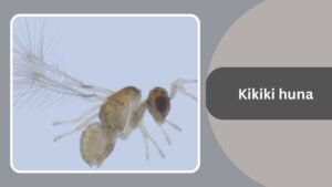 Most Smallest Insect 15 Smallest Insects in the World: Identification With Pictures