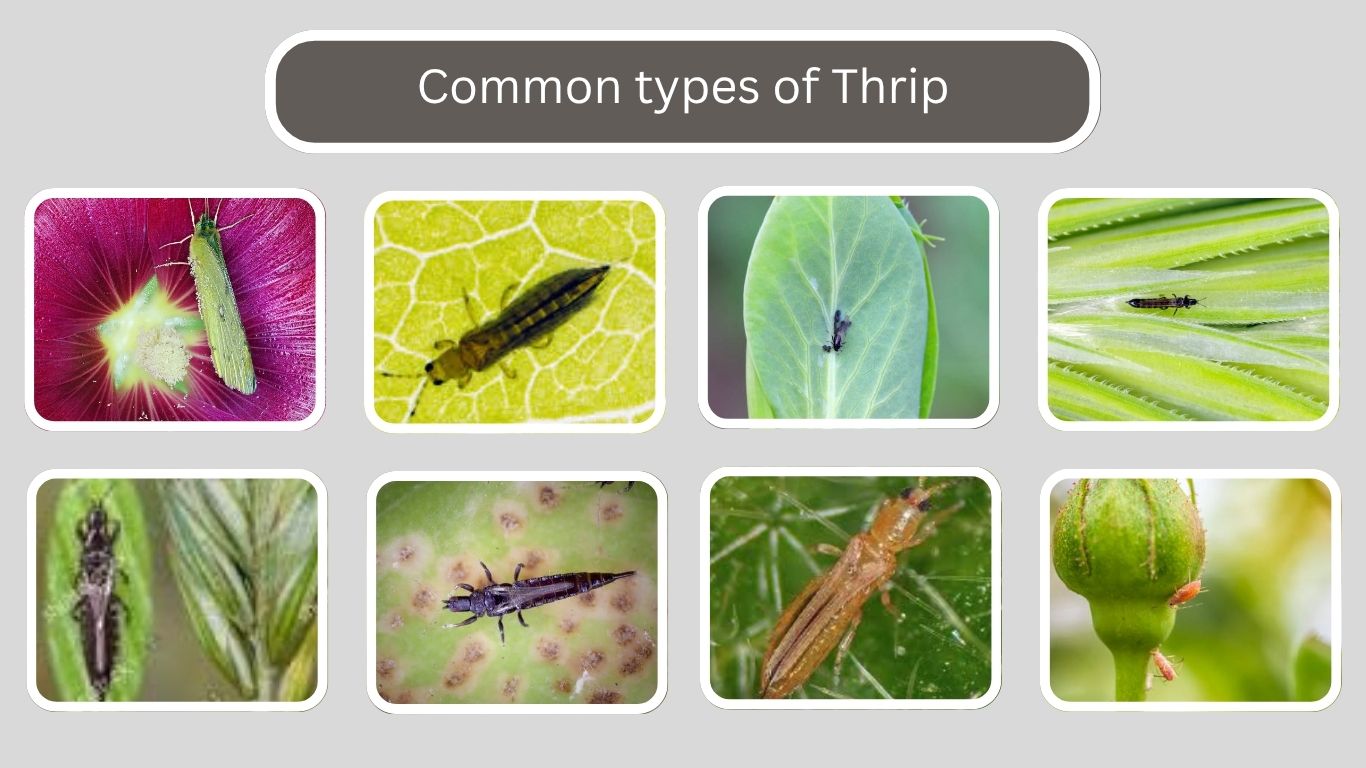 25 types of Thrip: Identification with Pictures