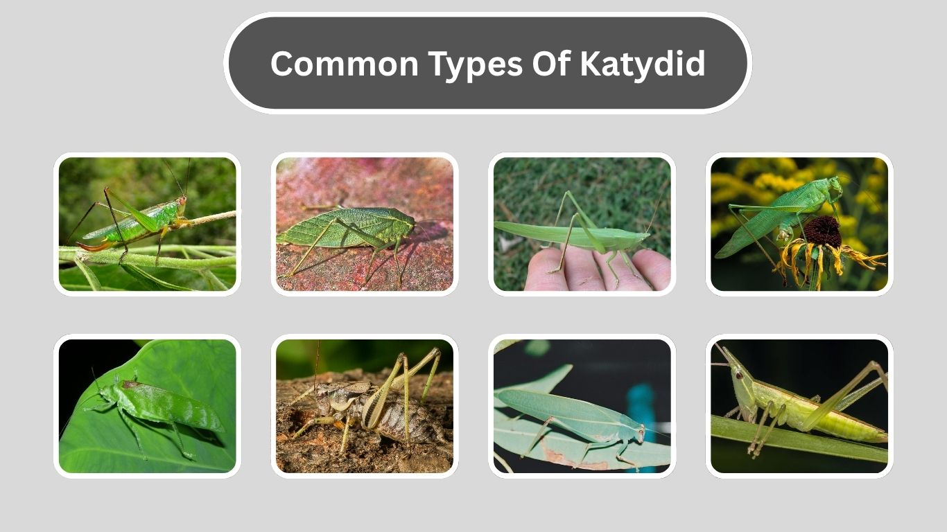 25 Types Of Katydid: Identification with Pictures
