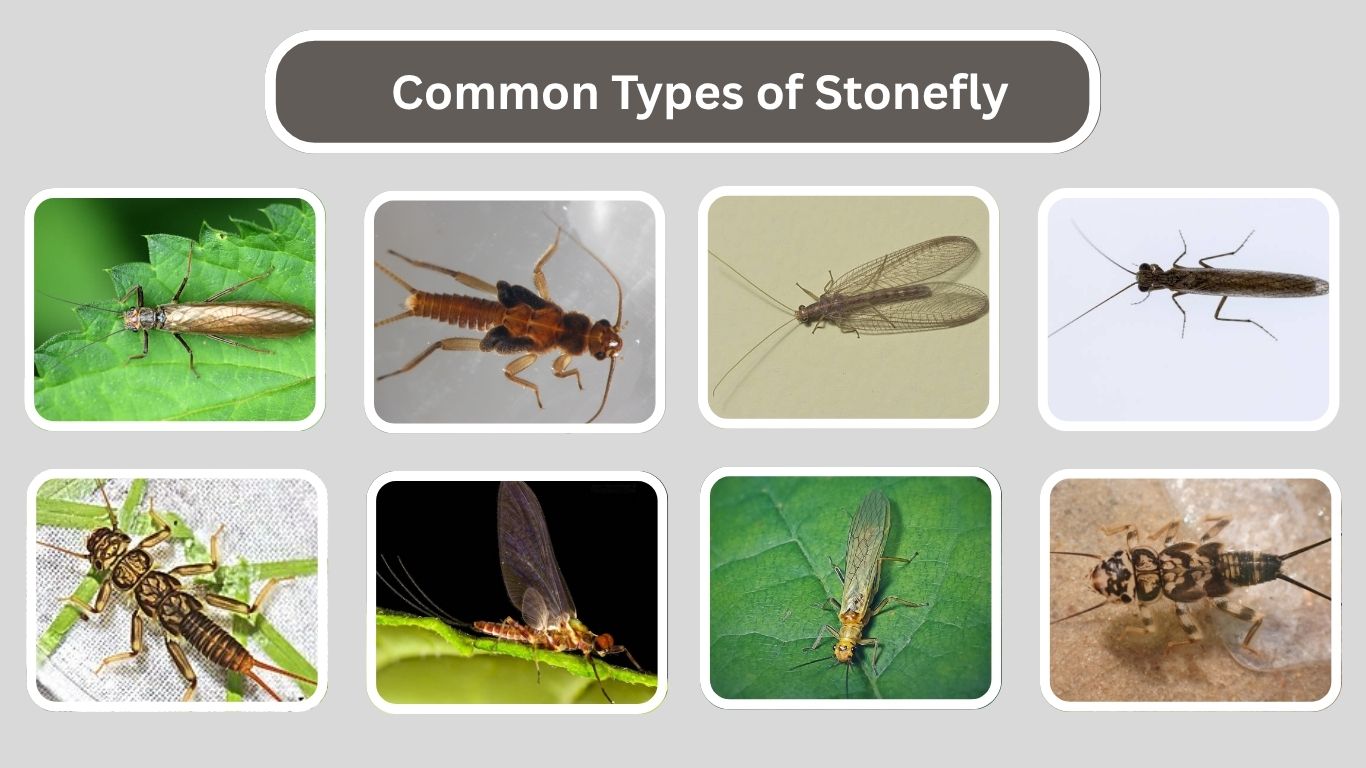 25 types of Stonefly: Identification with Pictures