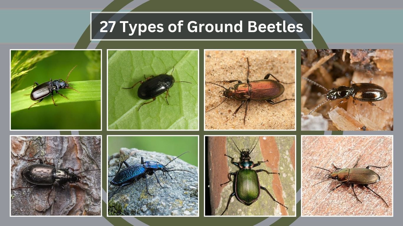 27 Types of Ground Beetles