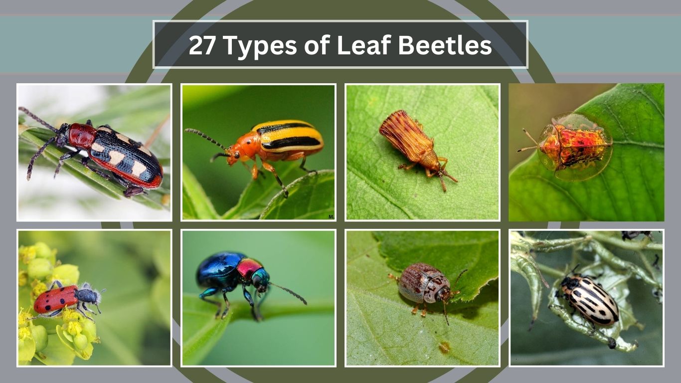 27 Types of Leaf Beetles