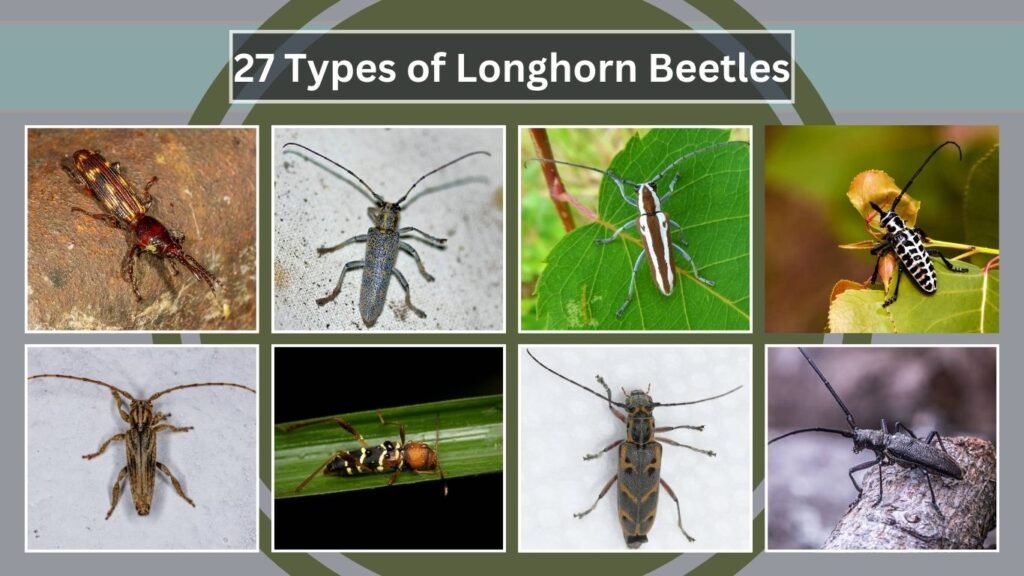 27 Types of Longhorn Beetles: Different Species Identification