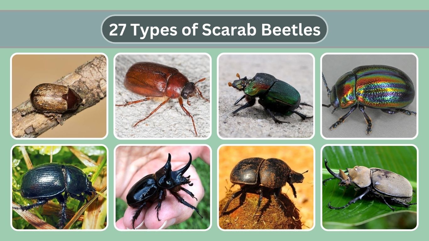 27 Types of Scarab Beetles