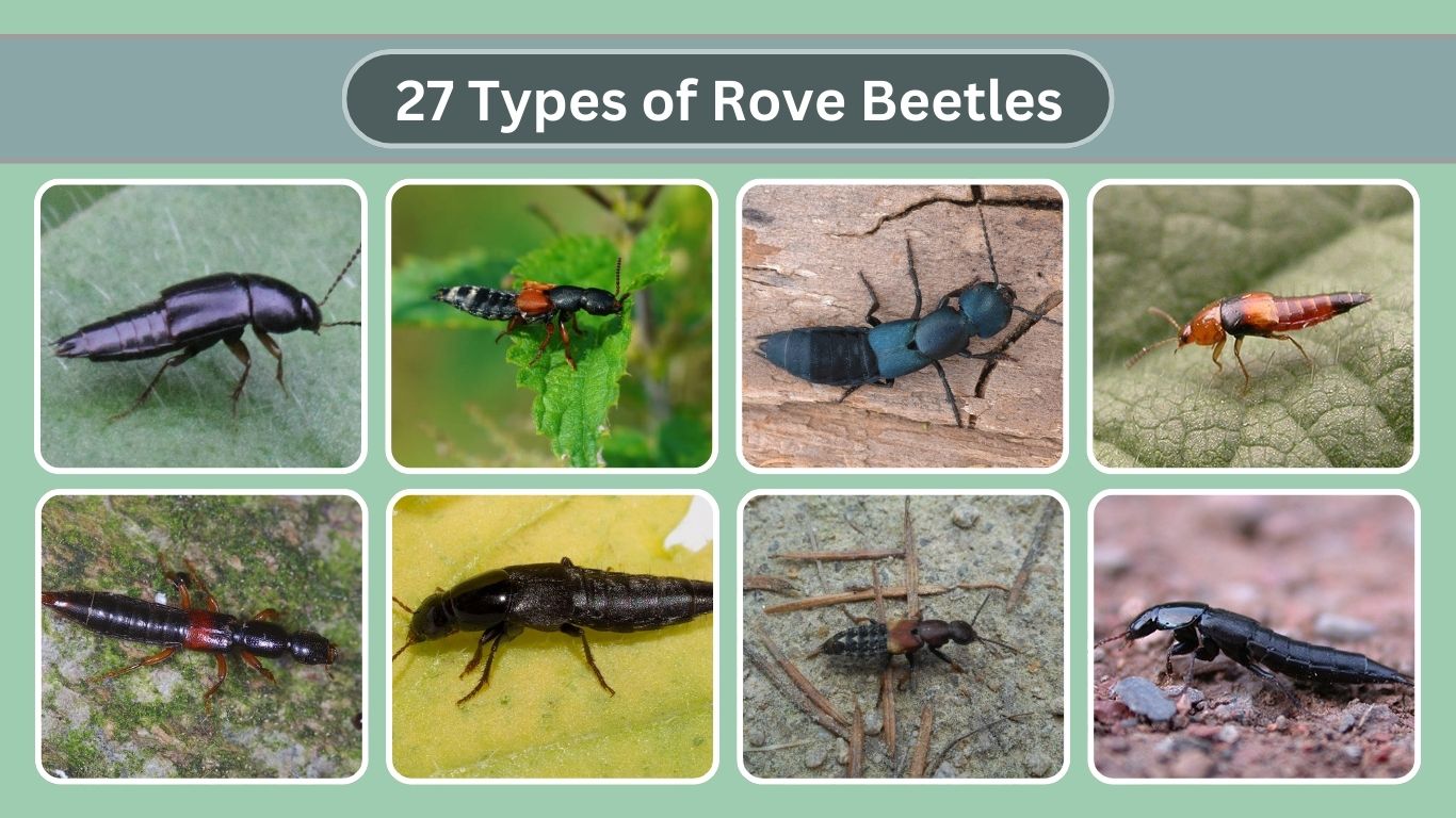 27 Types of Rove Beetles