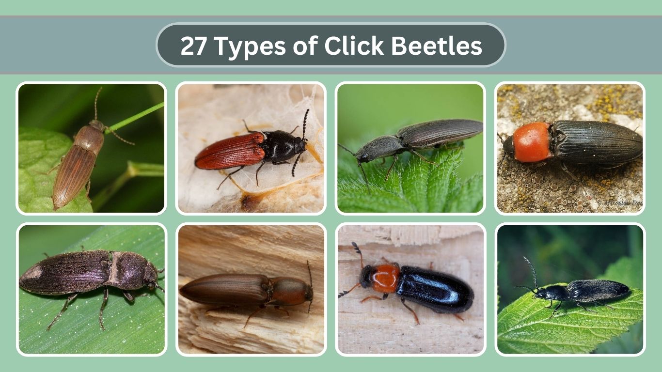 27 Types of Click Beetles